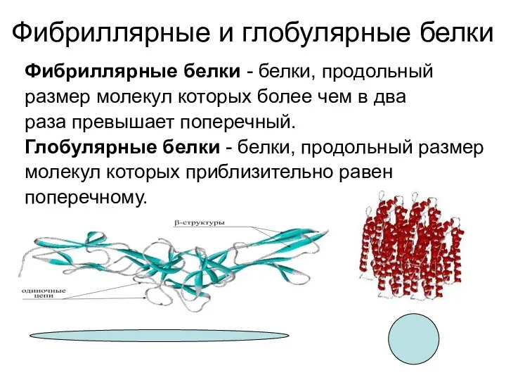 Фибриллярные и глобулярные белки Фибриллярные белки - белки, продольный размер молекул