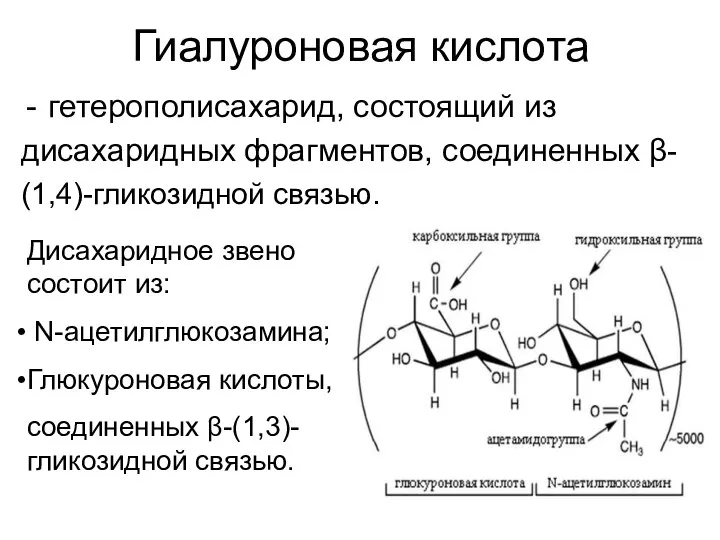 Гиалуроновая кислота гетерополисахарид, состоящий из дисахаридных фрагментов, соединенных β- (1,4)-гликозидной связью.
