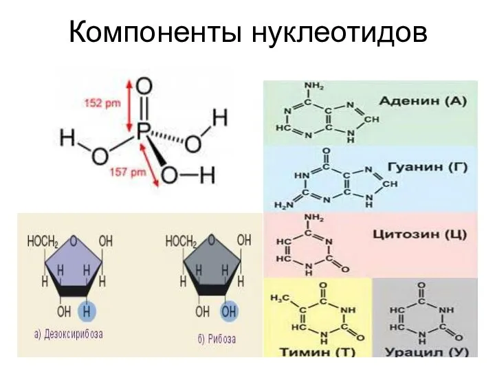 Компоненты нуклеотидов