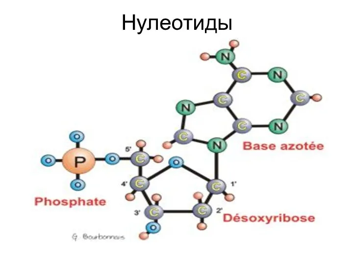 Нулеотиды