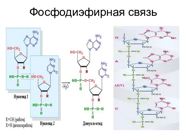 Фосфодиэфирная связь