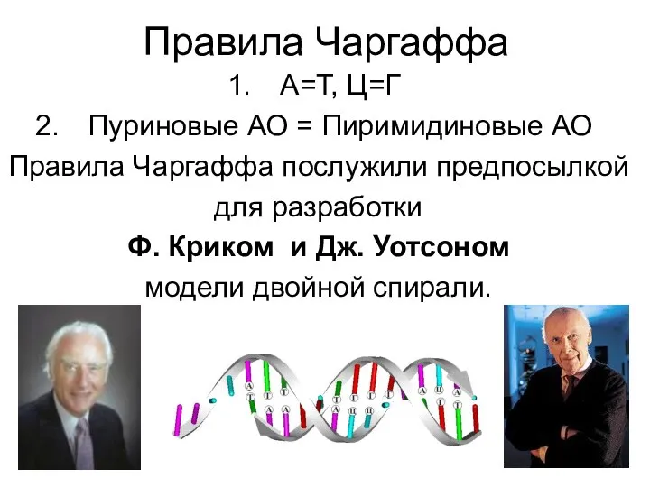 Правила Чаргаффа А=Т, Ц=Г Пуриновые АО = Пиримидиновые АО Правила Чаргаффа