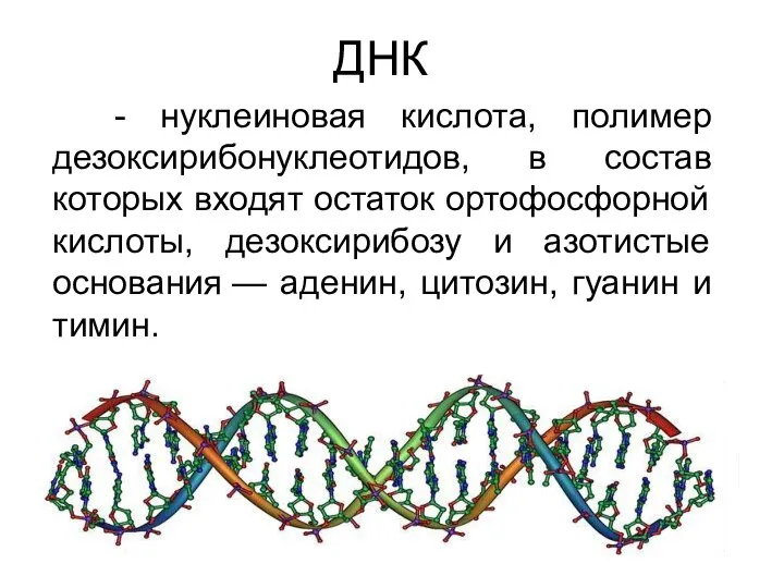 ДНК - нуклеиновая кислота, полимер дезоксирибонуклеотидов, в состав которых входят остаток