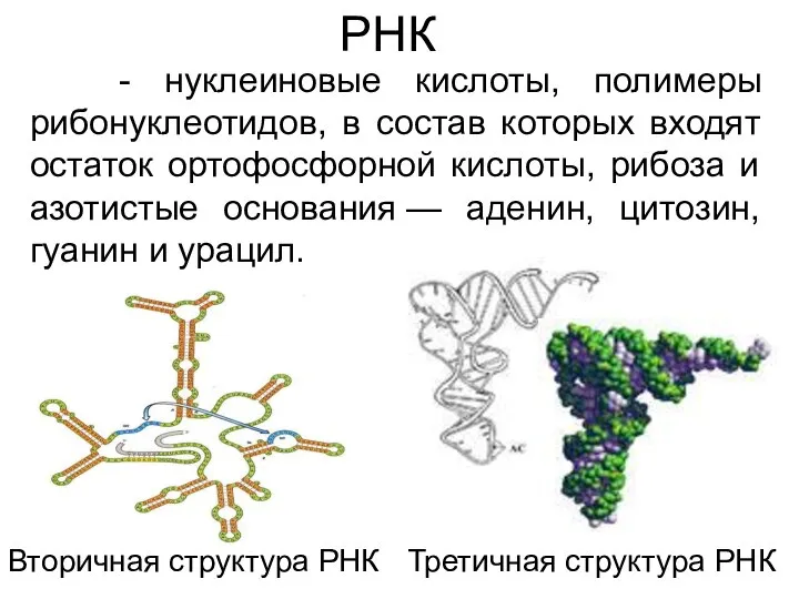 РНК - нуклеиновые кислоты, полимеры рибонуклеотидов, в состав которых входят остаток