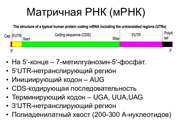 Матричная РНК (мРНК) На 5‘-конце – 7-метилгуанозин-5‘-фосфат. 5‘UTR-нетранслирующий регион Инициирующий кодон