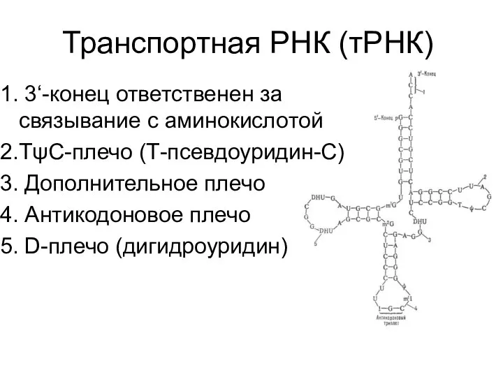 Транспортная РНК (тРНК) 3‘-конец ответственен за связывание с аминокислотой ТψС-плечо (Т-псевдоуридин-С)