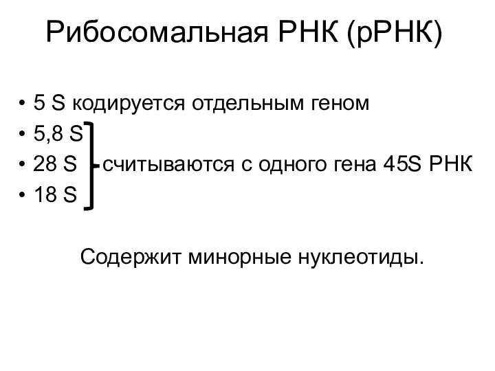 Рибосомальная РНК (рРНК) 5 S кодируется отдельным геном 5,8 S 28