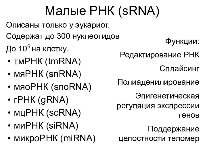 Малые РНК (sRNA) Описаны только у эукариот. Содержат до 300 нуклеотидов