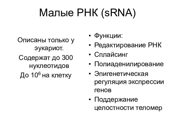 Малые РНК (sRNA) Описаны только у эукариот. Содержат до 300 нуклеотидов