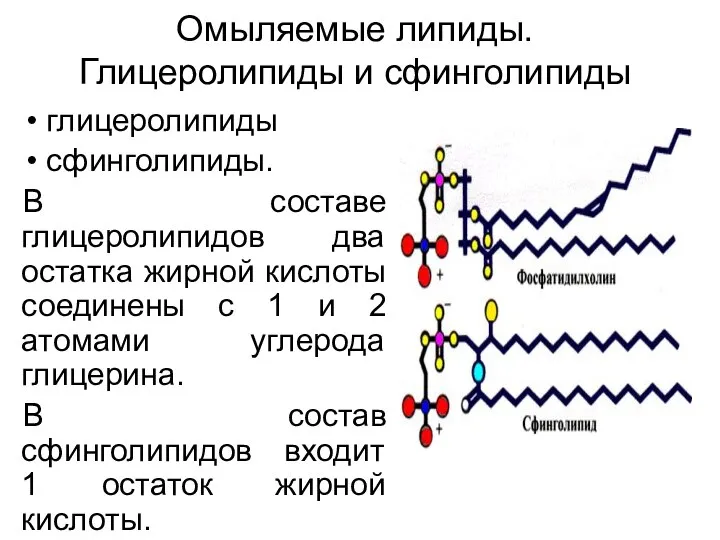 Омыляемые липиды. Глицеролипиды и сфинголипиды глицеролипиды сфинголипиды. В составе глицеролипидов два