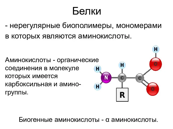 Белки - нерегулярные биополимеры, мономерами в которых являются аминокислоты. Аминокислоты -