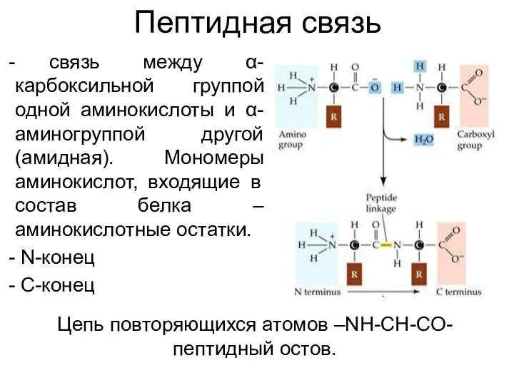 Пептидная связь связь между α-карбоксильной группой одной аминокислоты и α-аминогруппой другой