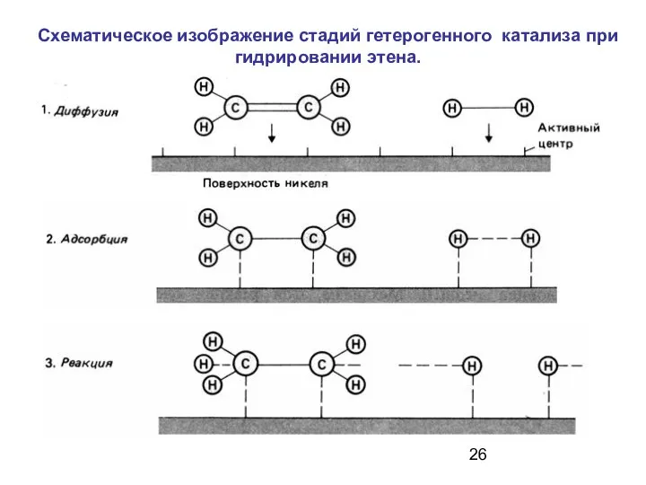 Схематическое изображение стадий гетерогенного катализа при гидрировании этена.