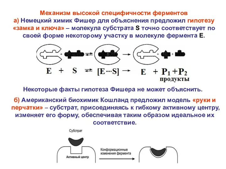 Механизм высокой специфичности ферментов а) Немецкий химик Фишер для объяснения предложил