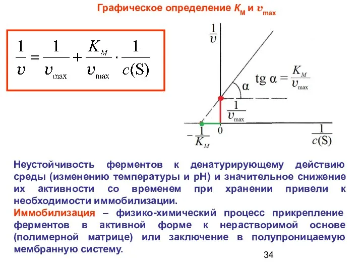 Графическое определение КМ и vmax Неустойчивость ферментов к денатурирующему действию среды