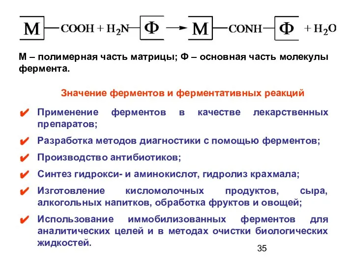 Значение ферментов и ферментативных реакций Применение ферментов в качестве лекарственных препаратов;