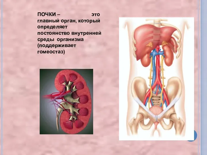 ПОЧКИ – это главный орган, который определяет постоянство внутренней среды организма (поддерживает гомеостаз)