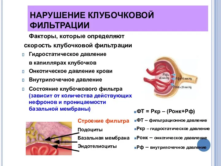 НАРУШЕНИЕ КЛУБОЧКОВОЙ ФИЛЬТРАЦИИ Факторы, которые определяют скорость клубочковой фильтрации Гидростатическое давление