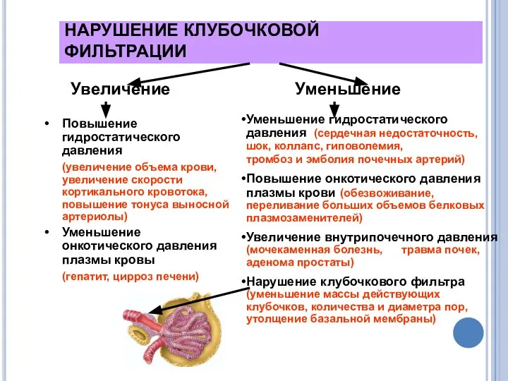 НАРУШЕНИЕ КЛУБОЧКОВОЙ ФИЛЬТРАЦИИ Увеличение Уменьшение Повышение гидростатического давления (увеличение объема крови,