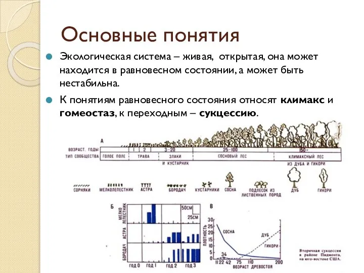 Основные понятия Экологическая система – живая, открытая, она может находится в