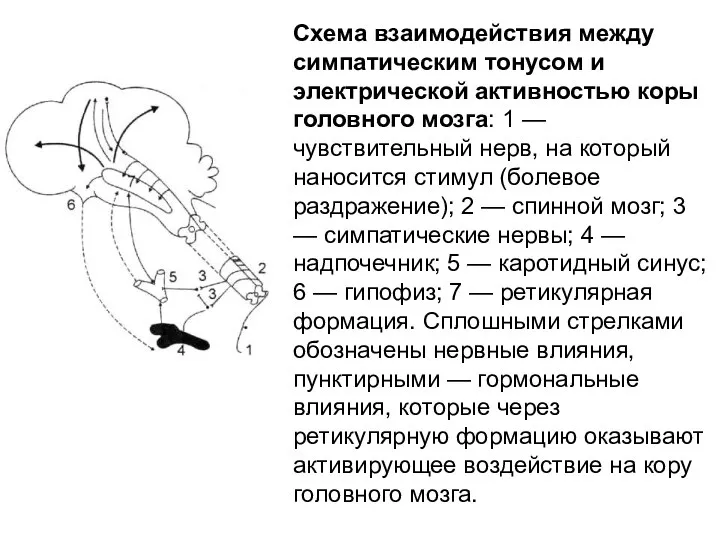 Схема взаимодействия между симпатическим тонусом и электрической активностью коры головного мозга: