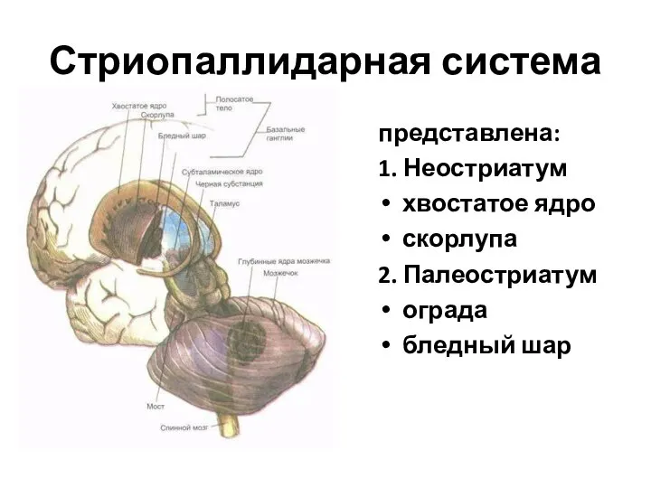 Стриопаллидарная система представлена: 1. Неостриатум хвостатое ядро скорлупа 2. Палеостриатум ограда бледный шар