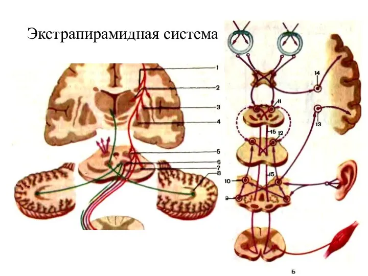 Экстрапирамидная система