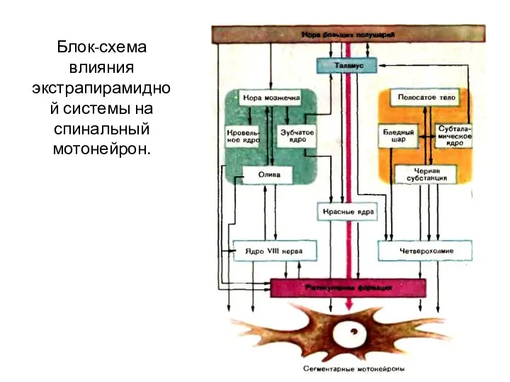 Блок-схема влияния экстрапирамидной системы на спинальный мотонейрон.