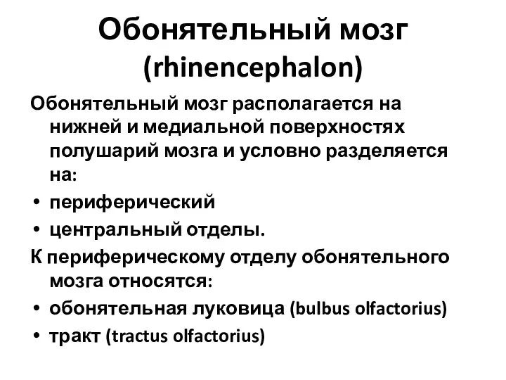 Обонятельный мозг (rhinencephalon) Обонятельный мозг располагается на нижней и медиальной поверхностях