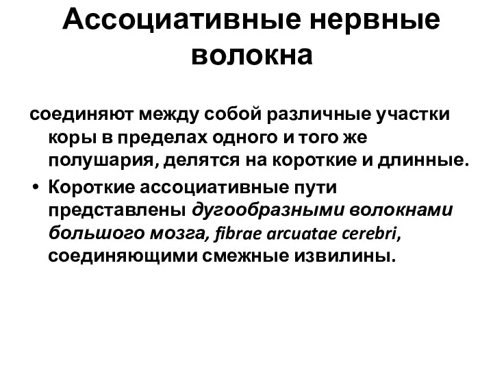 Ассоциативные нервные волокна соединяют между собой различные участки коры в пределах