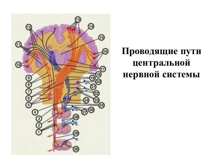 Проводящие пути центральной нервной системы