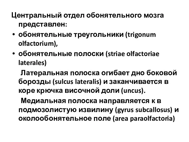 Центральный отдел обонятельного мозга представлен: обонятельные треугольники (trigonum olfactorium), обонятельные полоски