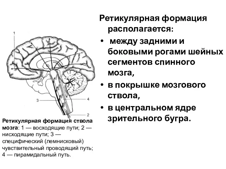 Ретикулярная формация располагается: между задними и боковыми рогами шейных сегментов спинного