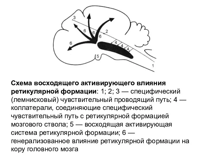 Схема восходящего активирующего влияния ретикулярной формации: 1; 2; 3 — специфический