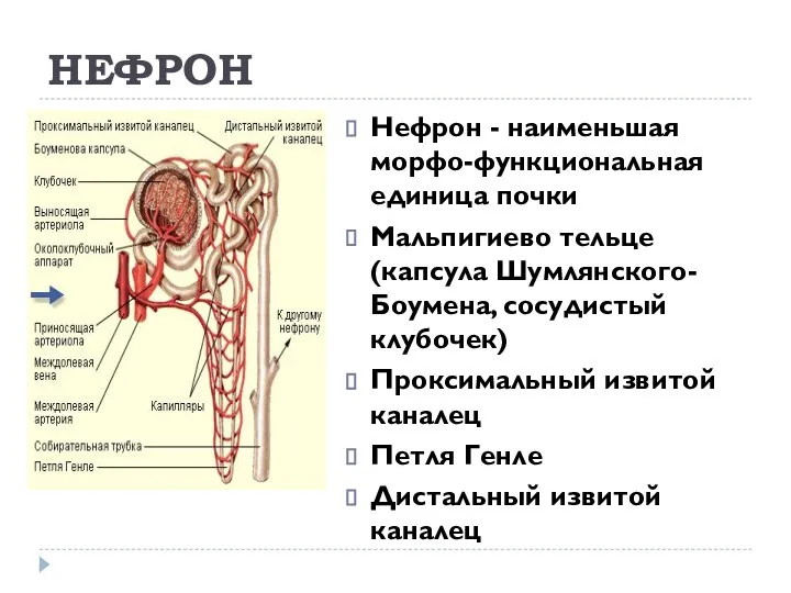 НЕФРОН Нефрон - наименьшая морфо-функциональная единица почки Мальпигиево тельце (капсула Шумлянского-Боумена,