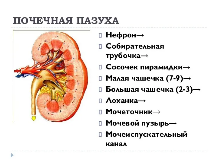ПОЧЕЧНАЯ ПАЗУХА Нефрон→ Собирательная трубочка→ Сосочек пирамидки→ Малая чашечка (7-9)→ Большая