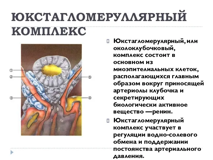 ЮКСТАГЛОМЕРУЛЛЯРНЫЙ КОМПЛЕКС Юкстагломерулярный, или околоклубочковый, комплекс состоит в основном из миоэпителиальных