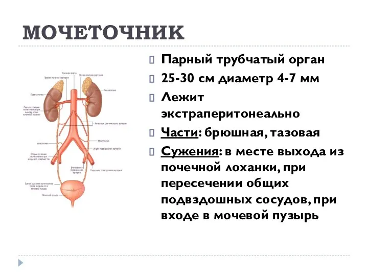 МОЧЕТОЧНИК Парный трубчатый орган 25-30 см диаметр 4-7 мм Лежит экстраперитонеально