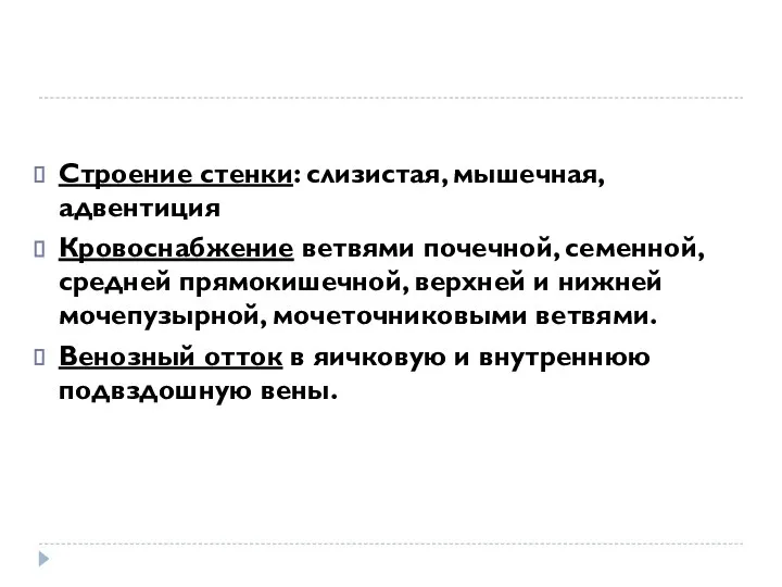 Строение стенки: слизистая, мышечная, адвентиция Кровоснабжение ветвями почечной, семенной, средней прямокишечной,