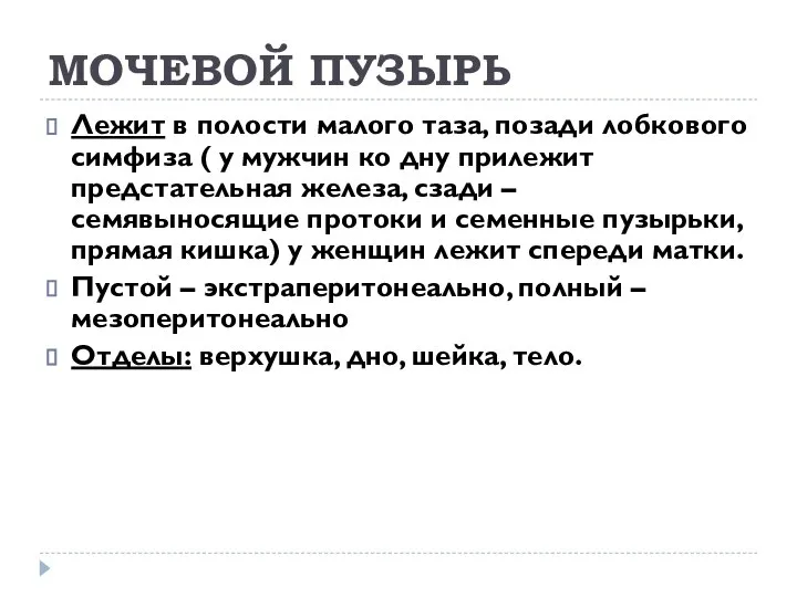 МОЧЕВОЙ ПУЗЫРЬ Лежит в полости малого таза, позади лобкового симфиза (