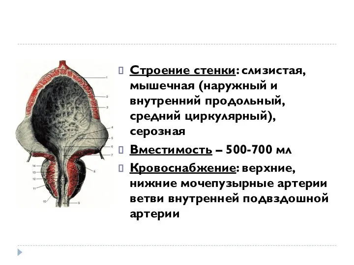 Строение стенки: слизистая, мышечная (наружный и внутренний продольный, средний циркулярный), серозная