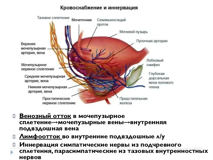 Венозный отток в мочепузырное сплетение→мочепузырные вены→внутренняя подвздошная вена Лимфоотток во внутренние