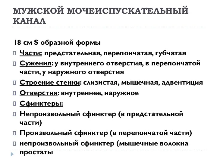 МУЖСКОЙ МОЧЕИСПУСКАТЕЛЬНЫЙ КАНАЛ 18 см S образной формы Части: предстательная, перепончатая,