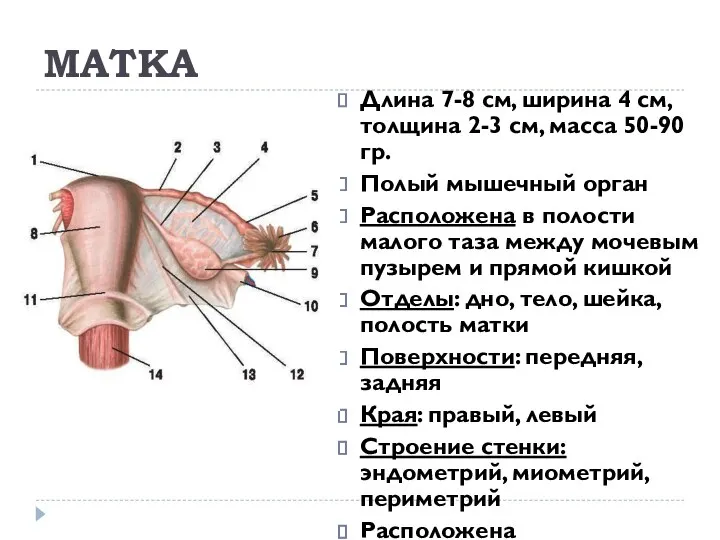 МАТКА Длина 7-8 см, ширина 4 см, толщина 2-3 см, масса