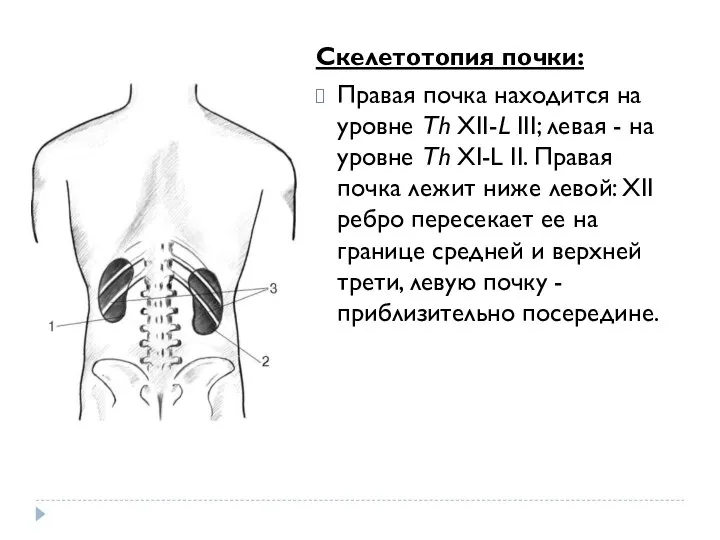 Скелетотопия почки: Правая почка находится на уровне Th XII-L III; левая