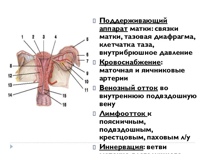 Поддерживающий аппарат матки: связки матки, тазовая диафрагма, клетчатка таза, внутрибрюшное давление