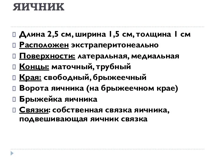 ЯИЧНИК Длина 2,5 см, ширина 1,5 см, толщина 1 см Расположен