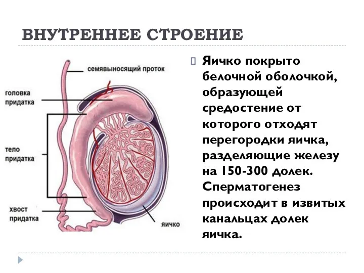 ВНУТРЕННЕЕ СТРОЕНИЕ Яичко покрыто белочной оболочкой, образующей средостение от которого отходят