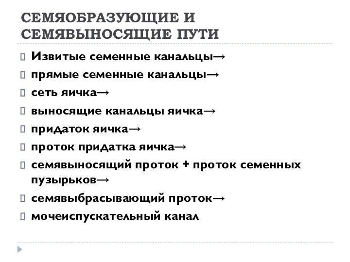 СЕМЯОБРАЗУЮЩИЕ И СЕМЯВЫНОСЯЩИЕ ПУТИ Извитые семенные канальцы→ прямые семенные канальцы→ сеть