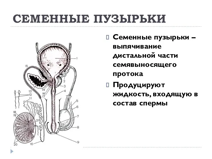 СЕМЕННЫЕ ПУЗЫРЬКИ Семенные пузырьки – выпячивание дистальной части семявыносящего протока Продуцируют жидкость, входящую в состав спермы